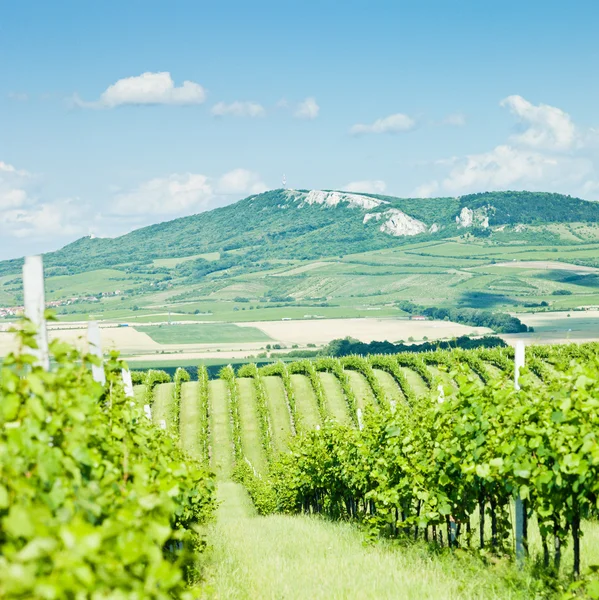 Виноградники, Чехия — стоковое фото