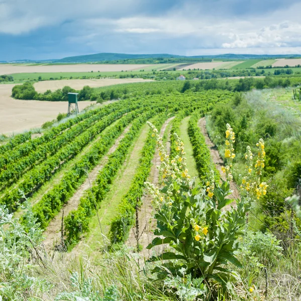 Vineyard, République tchèque — Photo