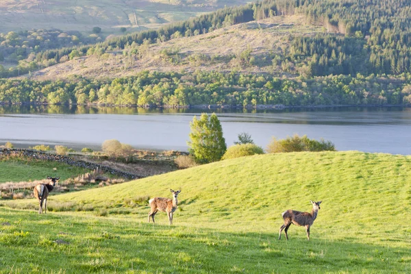 Highlands, Escócia — Fotografia de Stock