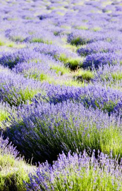 Lavender field clipart