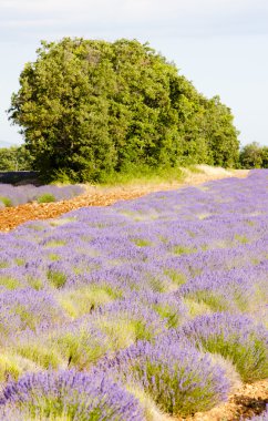 Provence, Fransa