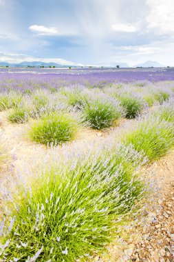 Lavender field, Provence clipart