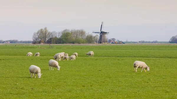 Windmill, Netherlands — стоковое фото
