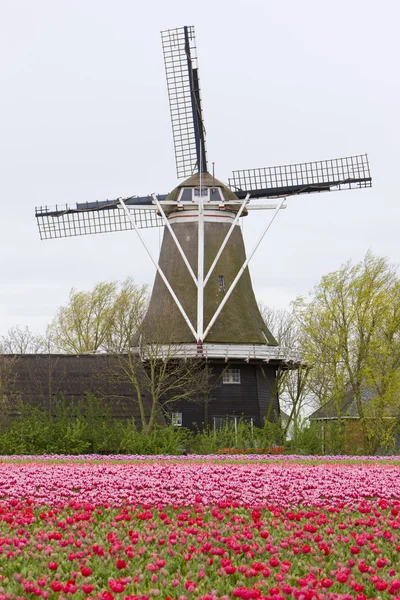 Вітряк, Нідерланди — стокове фото