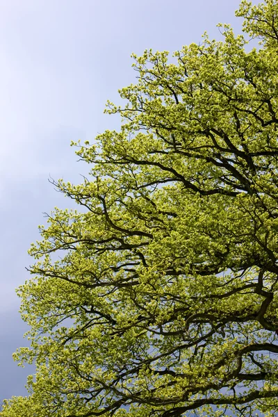 Весна дерево — стокове фото
