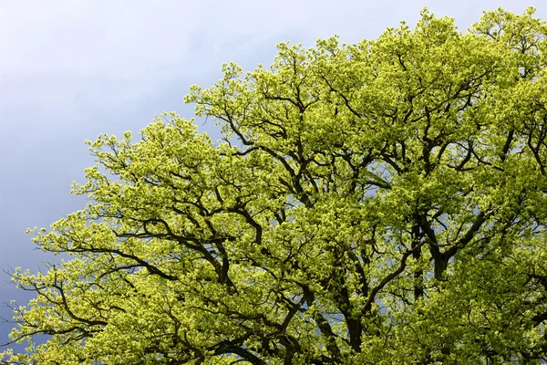 Jarní strom — Stock fotografie