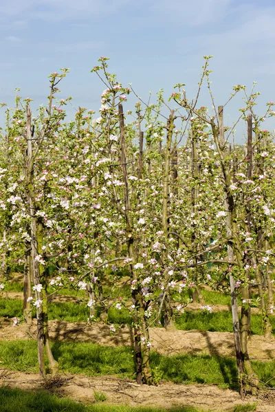 Fruit orchard — Stock Photo, Image