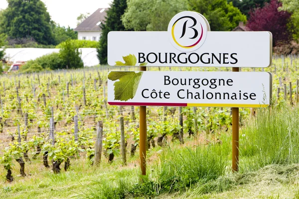 Виноградники региона Кот-Шалонез — стоковое фото
