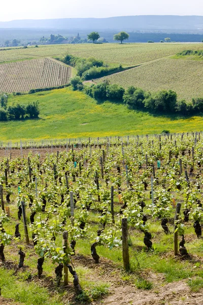 Vinhas da região de Cote Chalonnaise — Fotografia de Stock