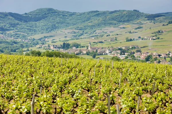 Vineyars κοντά στο julienas, Γαλλία — Φωτογραφία Αρχείου