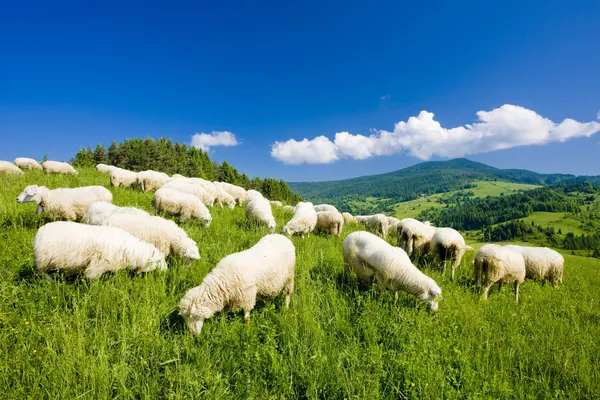 Κοπάδι πρόβατα — Φωτογραφία Αρχείου