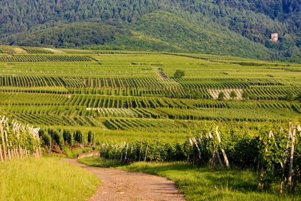 Виноградники, Эльзас, Франция — стоковое фото