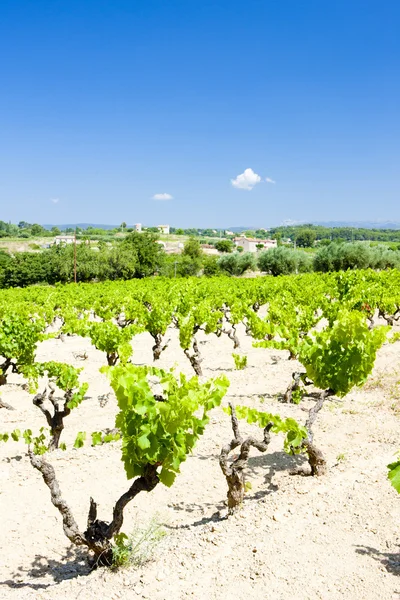 Виноградники, Прованс, Франция — стоковое фото