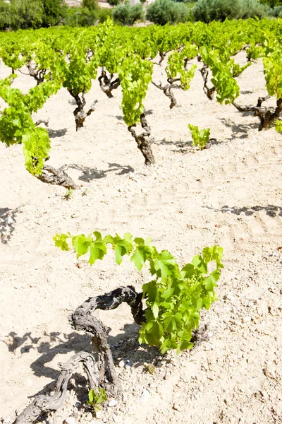 Виноградники, Прованс, Франції — стокове фото
