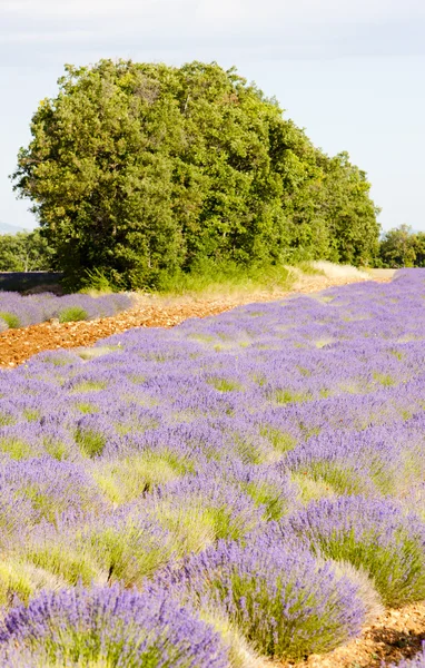 Provence, Frankrijk — Stockfoto