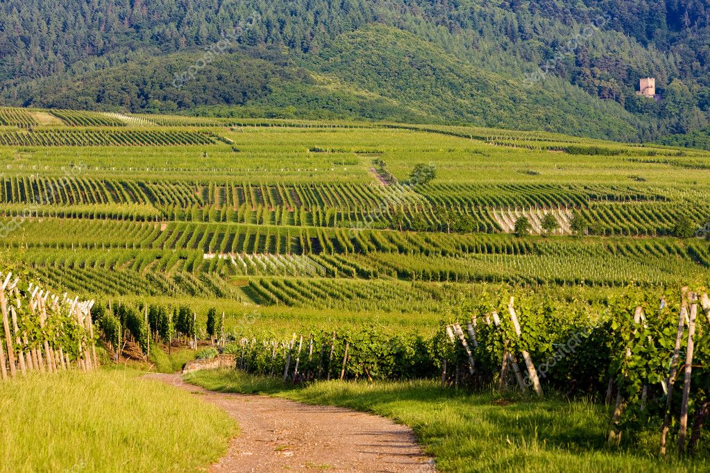 Vineyards, Alsace, France — Stock Photo © phb.cz 4167444