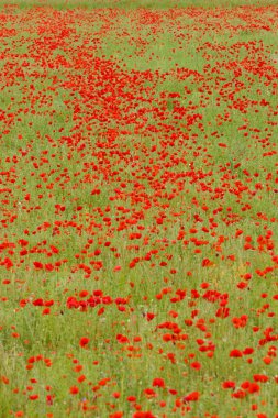 Kırmızı poppies çayır