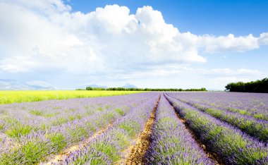 Lavender field clipart