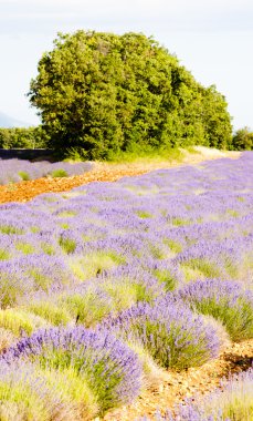 Provence, Fransa