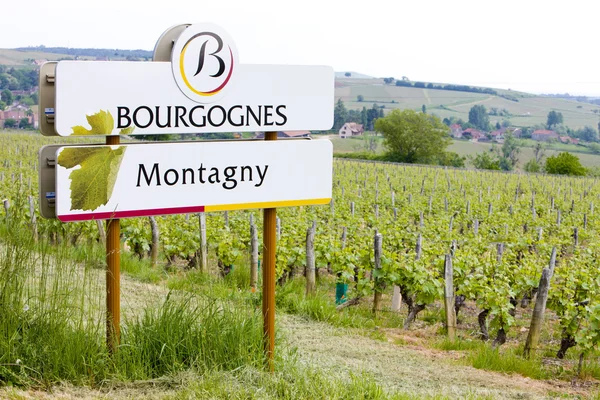 Wijngaarden van de Côte chalonnaise regio — Stockfoto