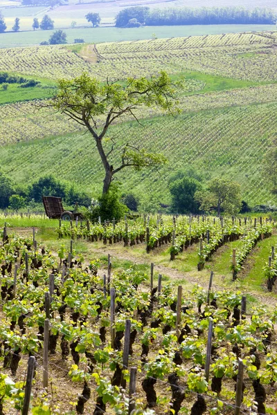 Wijngaarden van de Côte chalonnaise regio — Stockfoto