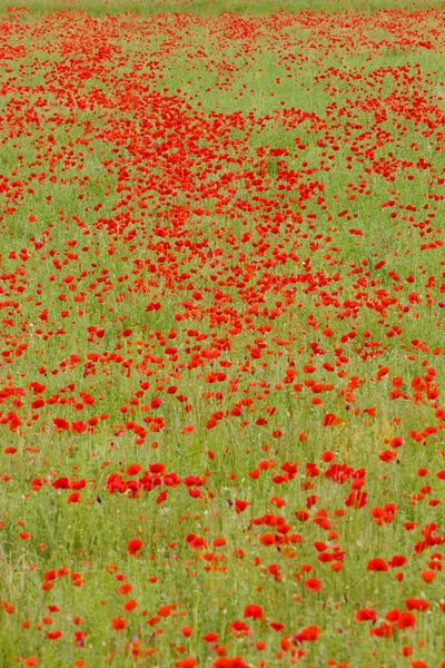 草地上的红色罂粟花 — 图库照片