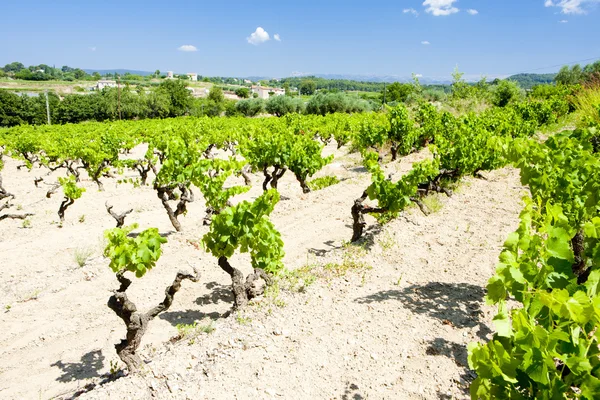 Wijngaarden, provence, Frankrijk — Stockfoto