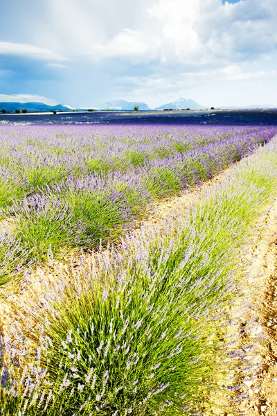 Lavender field, Provence, Frankrike — Stockfoto