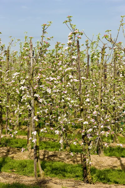 Fruit orchard — Stock Photo, Image