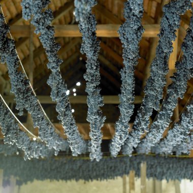 Grapes drying for straw wine clipart