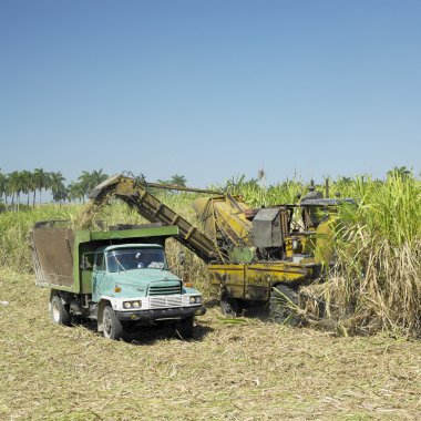 Sugar cane harvest, Sancti Sp clipart