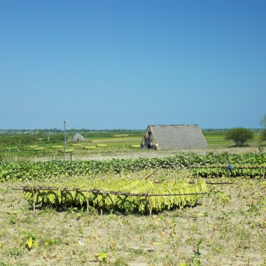 Tobacco harvest, Pinar del R clipart