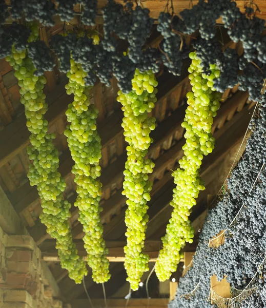 Сушка винограда для соломенного вина — стоковое фото