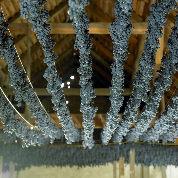 Grapes drying for straw wine — Stock Photo, Image