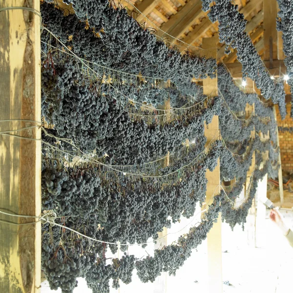 Essiccazione dell'uva per vino di paglia — Foto Stock