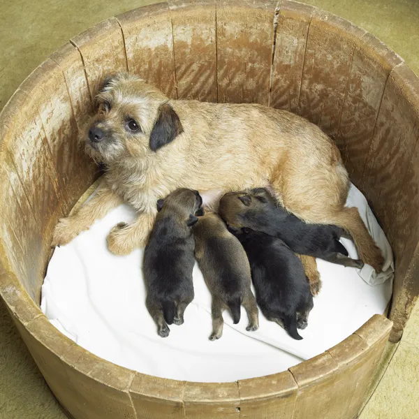 Vrouwelijke hond met puppies (Border Terriër) — Stockfoto