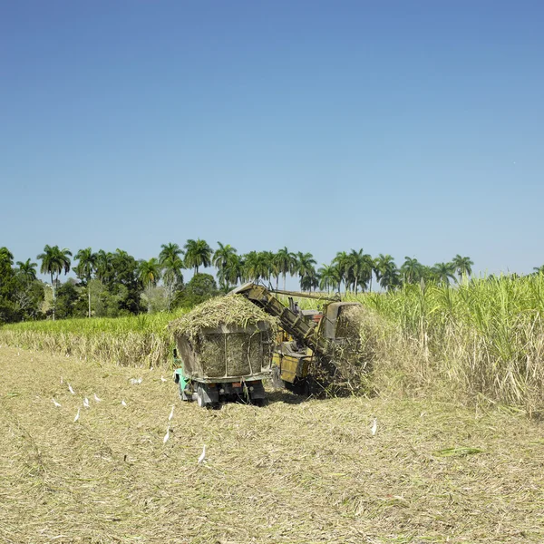 Suikerriet oogst, sancti sp — Stockfoto