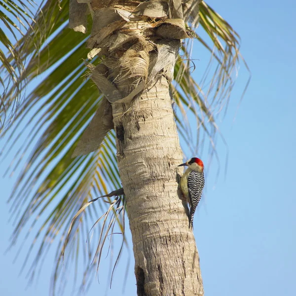 啄木鸟、 mar — 图库照片