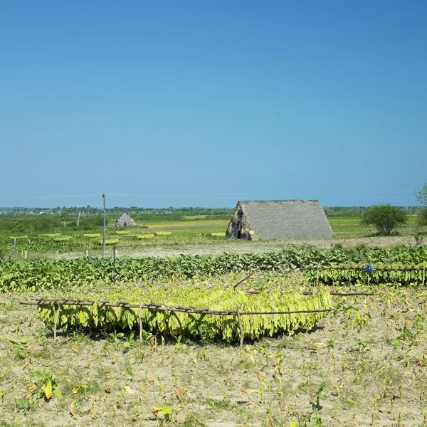 Tobakkhøsting, Pinar del R – stockfoto