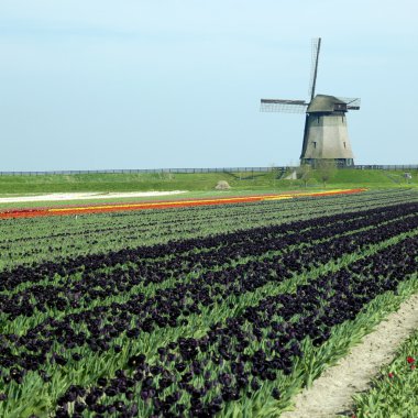 yel değirmeni, Hollanda