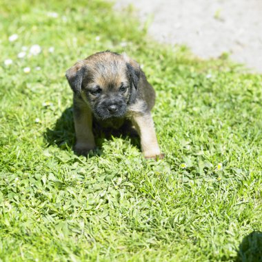 Köpek yavrusu