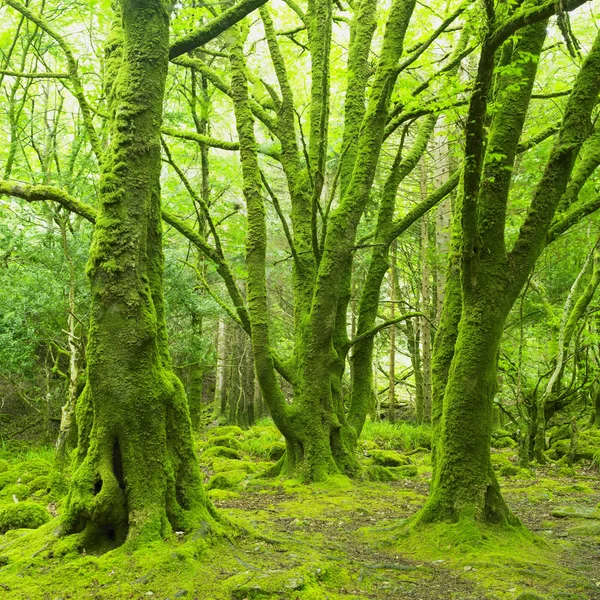 Forest, Irlanda — Fotografia de Stock