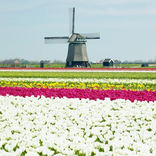 Вітряна млин з тюльпановим полем — стокове фото