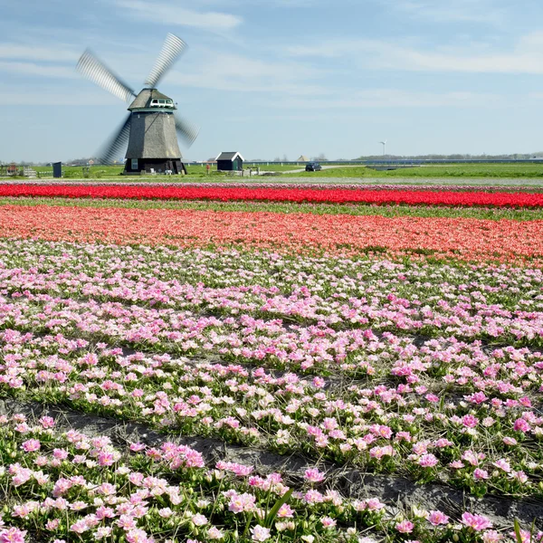 Szélmalom a tulipán mező — Stock Fotó