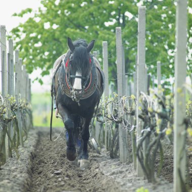 Horse in vineyard, Sidleny, Czech Republic clipart