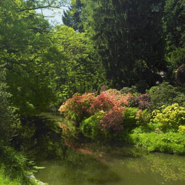 rhododendronlar