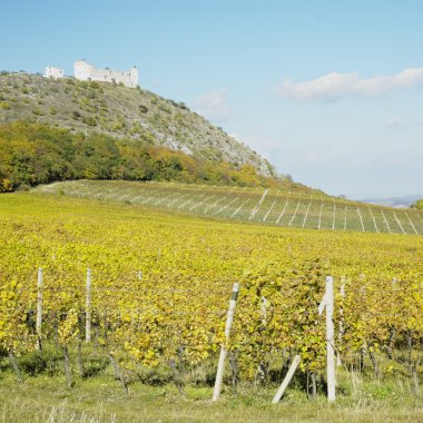 Ruins of Devicky castle with vineyard, Czech Republic clipart