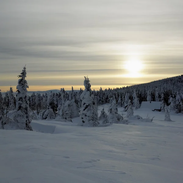 Orlickich gór w zimie — Zdjęcie stockowe