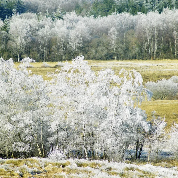 Natur om vinteren , - Stock-foto