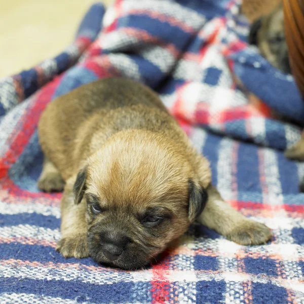 Puppy of border terrier — Stock Photo, Image